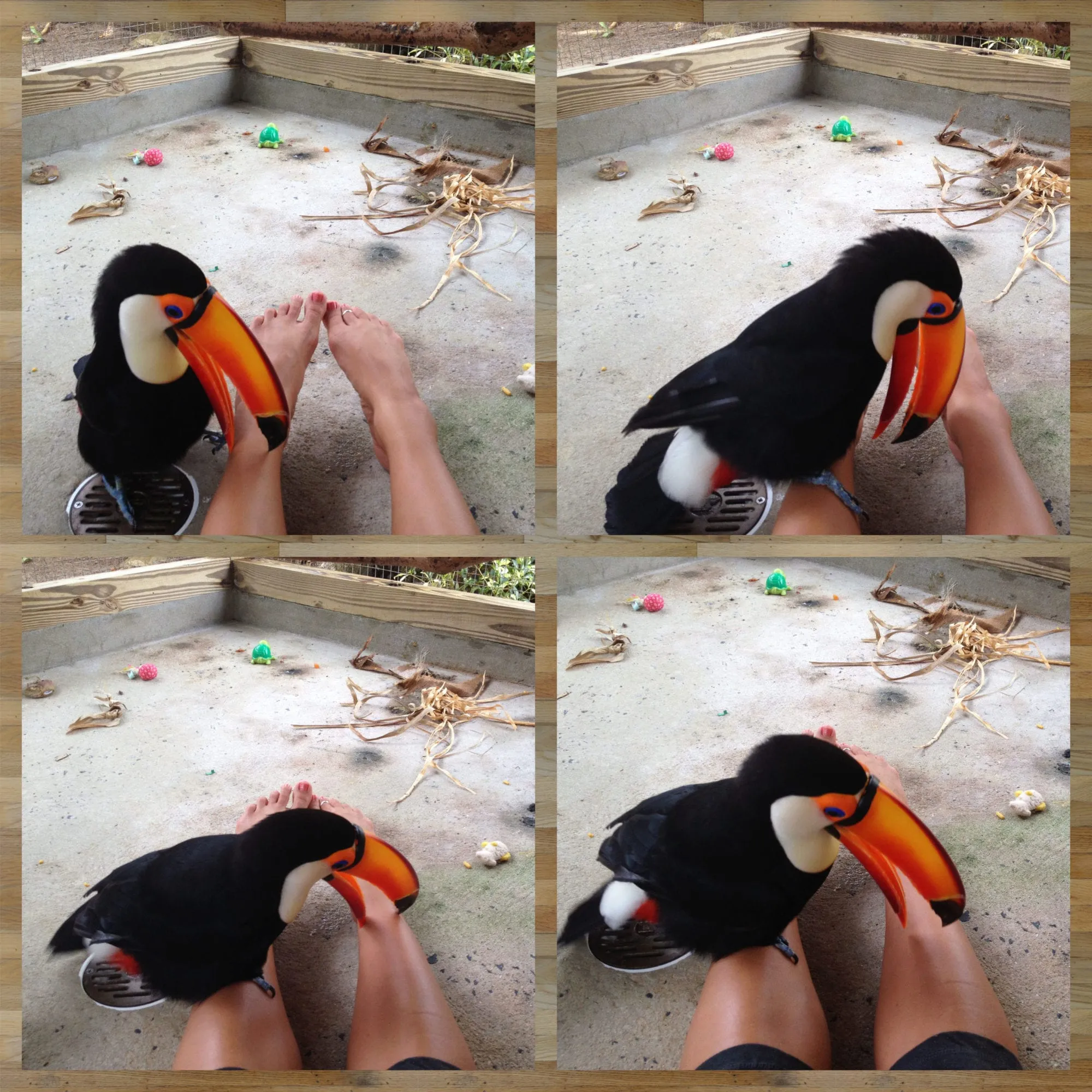 Bonded Toco toucan pair during mating