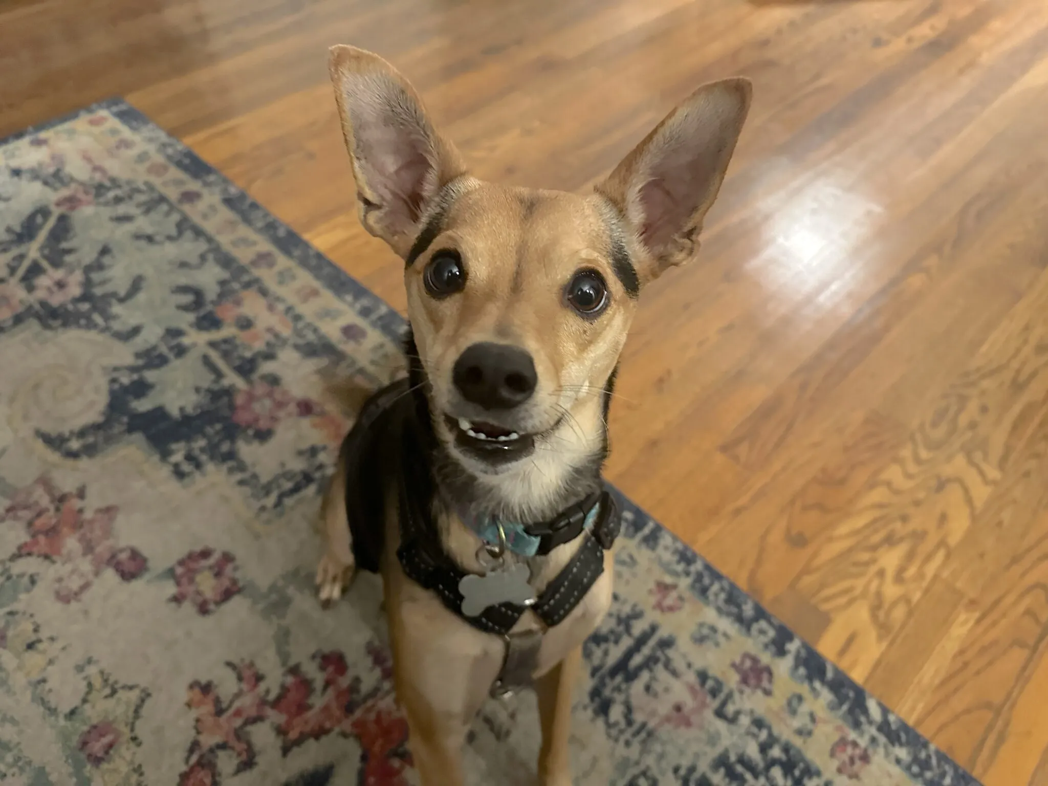 Bonnie, a Chihuahua Terrier mix, sitting calmly and focused during a dog training session