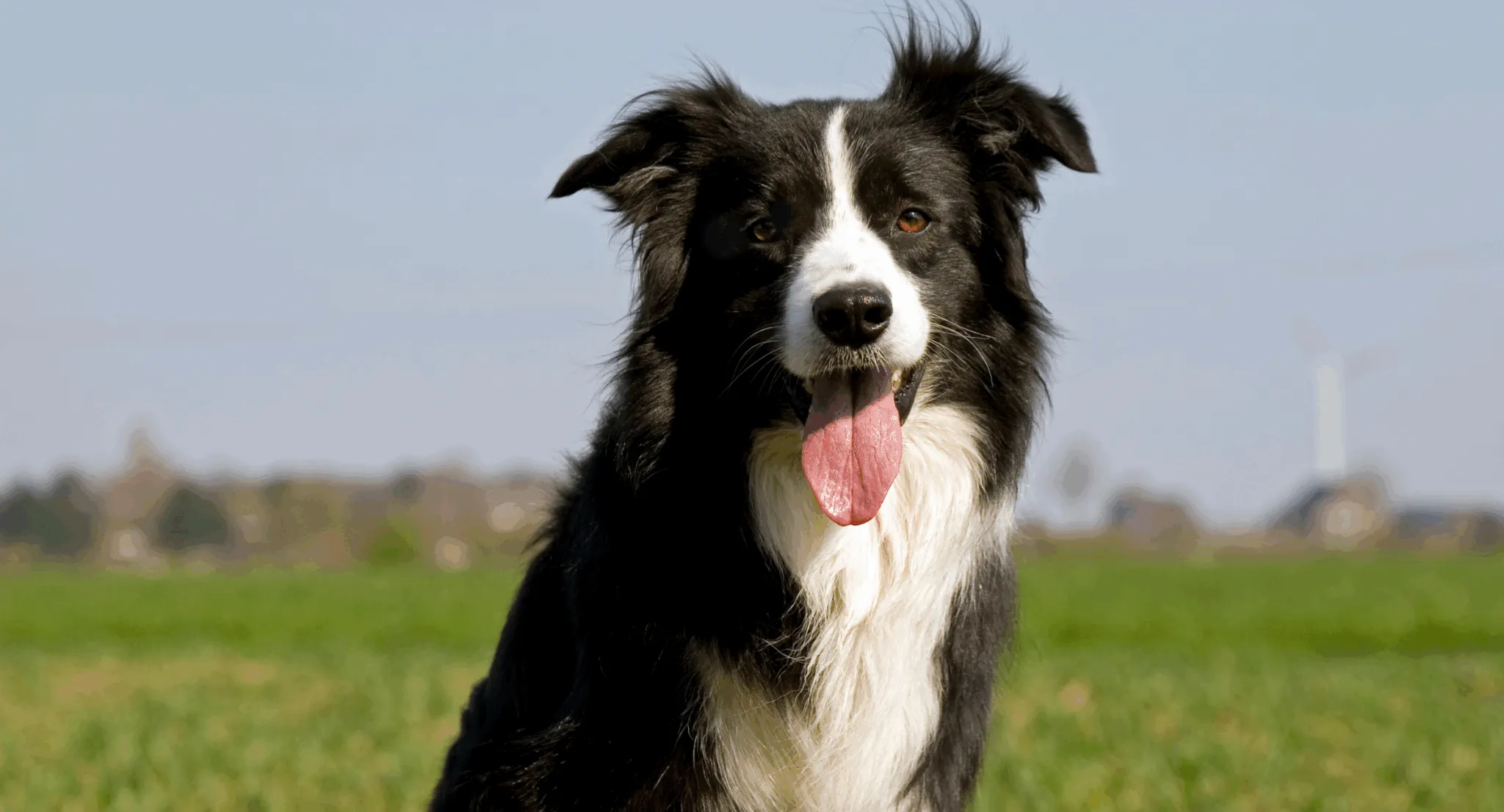 Border Collie demonstrating advanced service training
