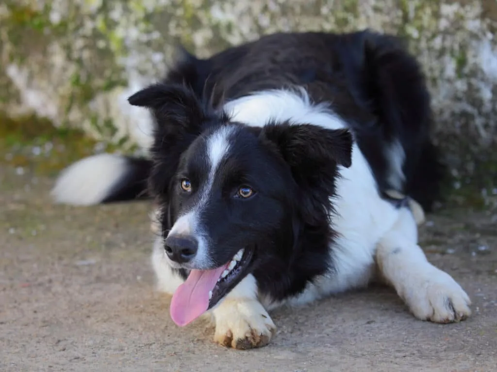 Border Collie focused on diabetic scent detection