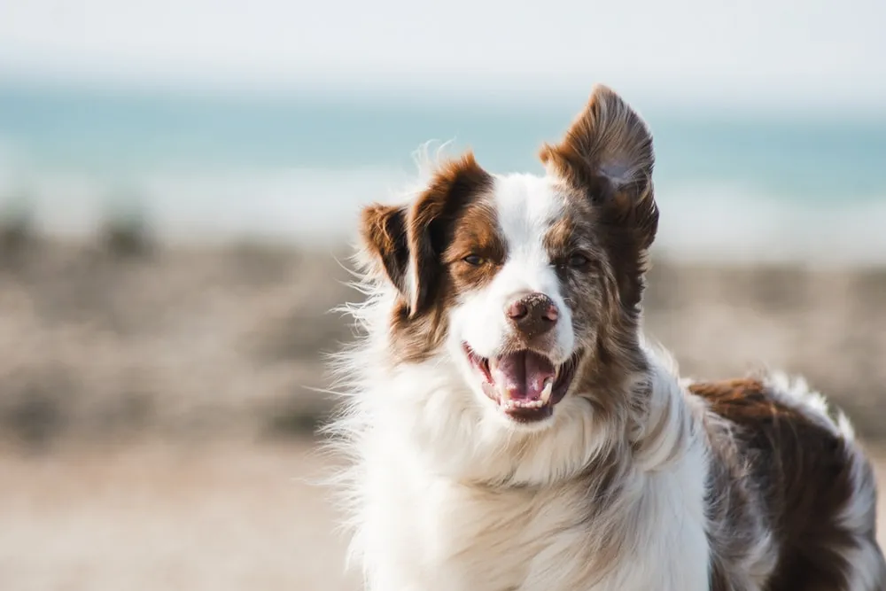 Border Collie running on a beach, looking happy and energetic