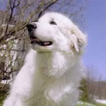 Border Collie Tulip working attentively