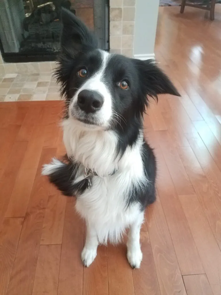 Border Collie Vega relaxing in the yard before the incident