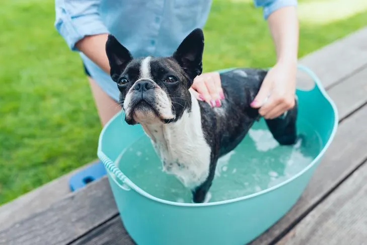Boston Terrier getting a bath in a tub outdoors, showcasing routine pet hygiene.