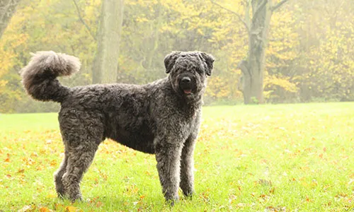 Bouvier des Flandres with shaggy coat in rugged setting