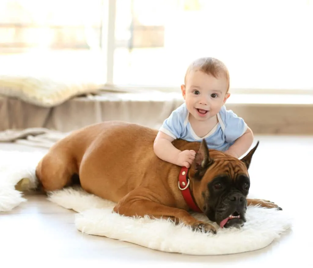 Boxer - Diabetic alert dog