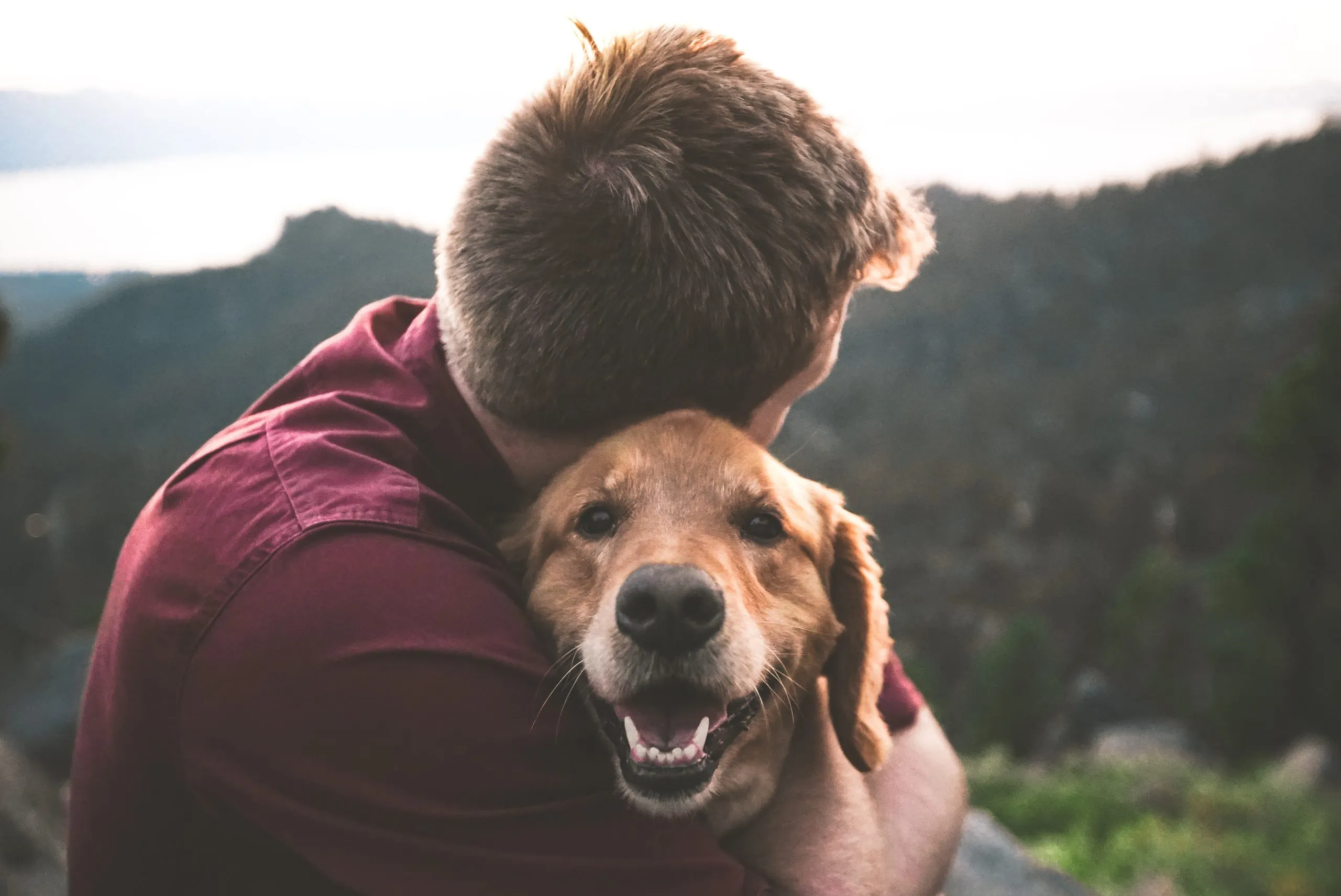 Boy sitting with a golden retriever, illustrating the bond and trust between a child and a well-trained dog.