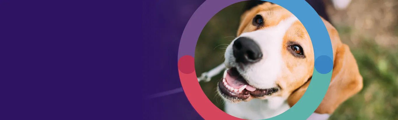 Bravecto Spot-On for Dogs product packaging showing the long-lasting flea and tick protection