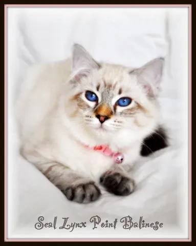 Breed showcase collage