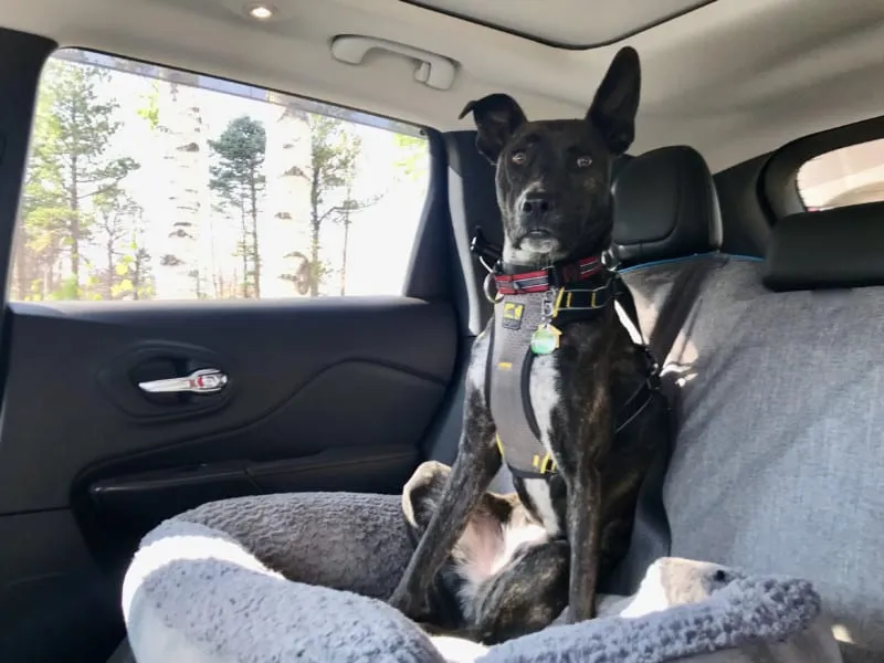 Brindle dog buckled in a crash-tested Kurgo Impact dog harness in a car.