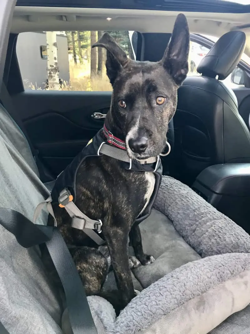 Brindle dog buckled in a Ruffwear Load Up crash-tested dog harness, showcasing its secure design.