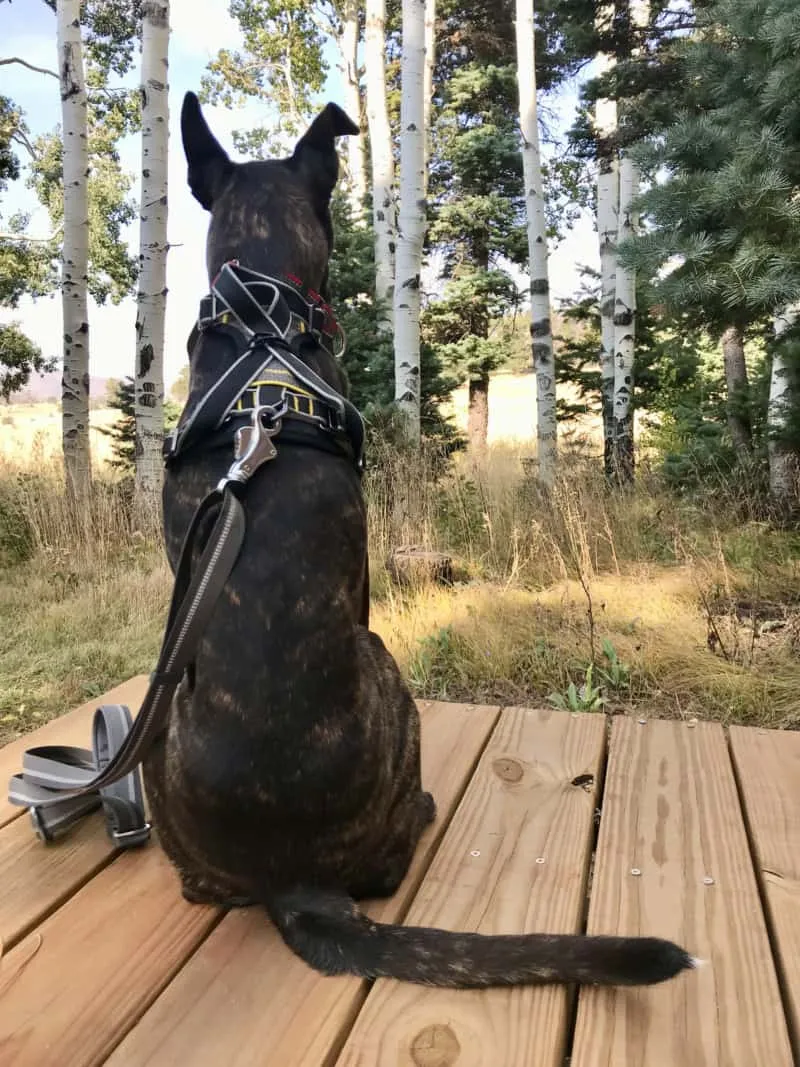 Brindle dog sitting outdoors in the Kurgo Impact crash-tested dog harness, showing its robust design.