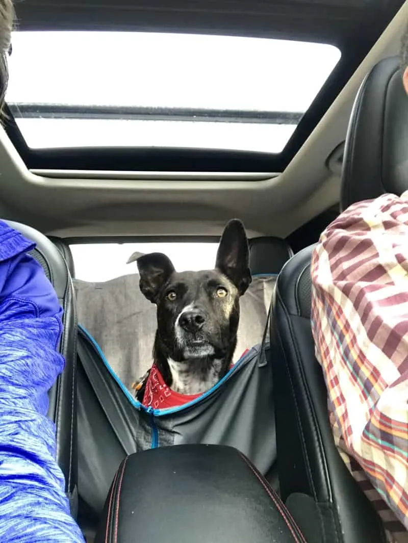 Brindle dog wearing a red bandana, looking alert from the back seat of a car.