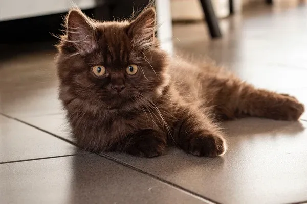 British longhair cat