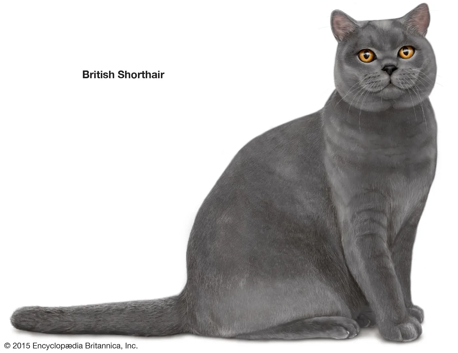 British Shorthair cat as oldest English breed