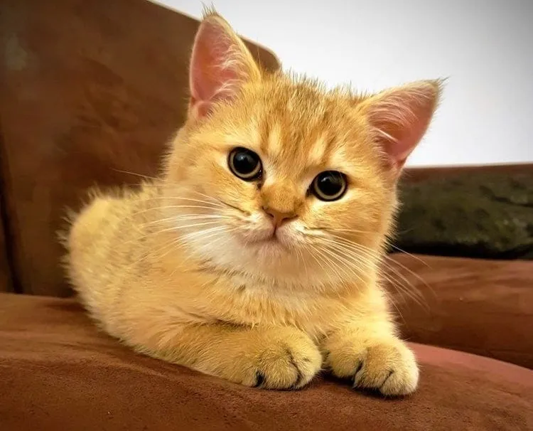 British Shorthair mixed breed cat with plush blue-gray fur
