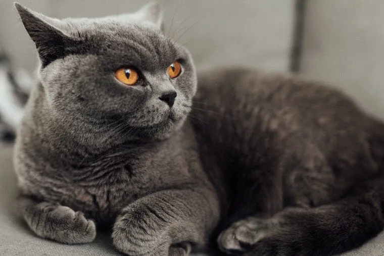 British Shorthair with plush blue-grey coat and round head
