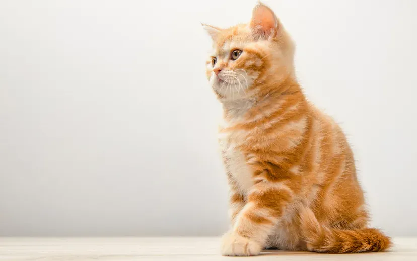 British Shorthair with plush orange fur