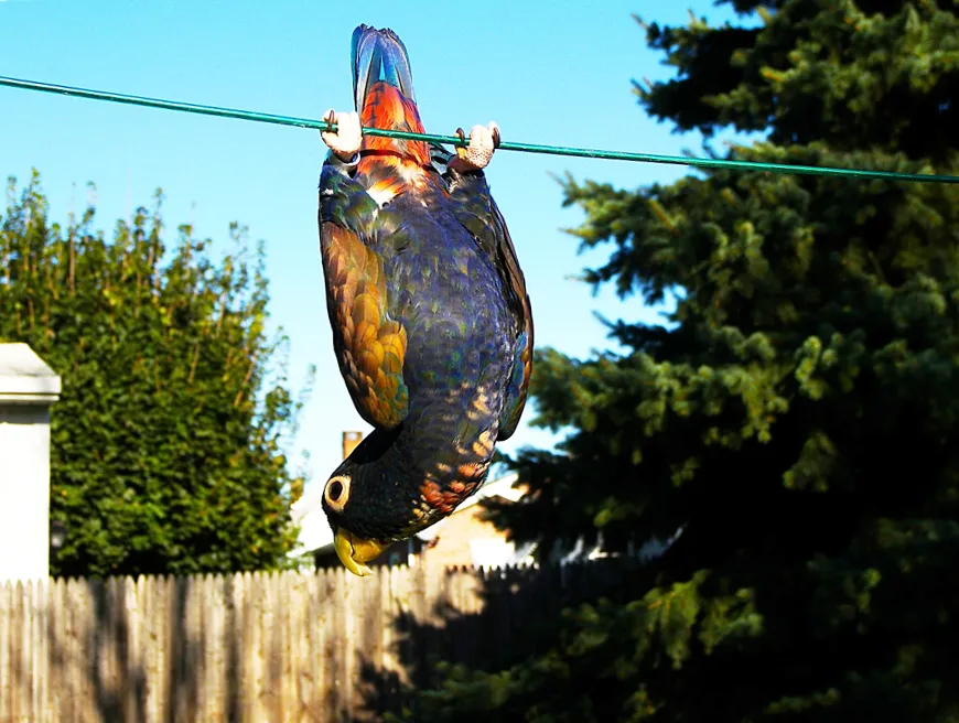 Bronson the Bronze-winged female hanging playfully