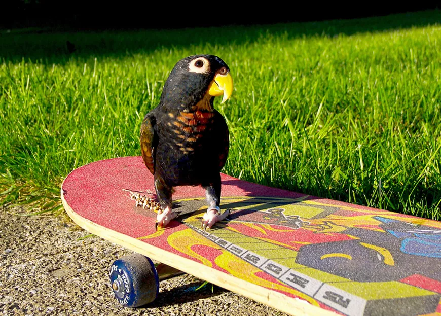 Bronson the Bronze-winged female Pionus playing energetically on a skateboard
