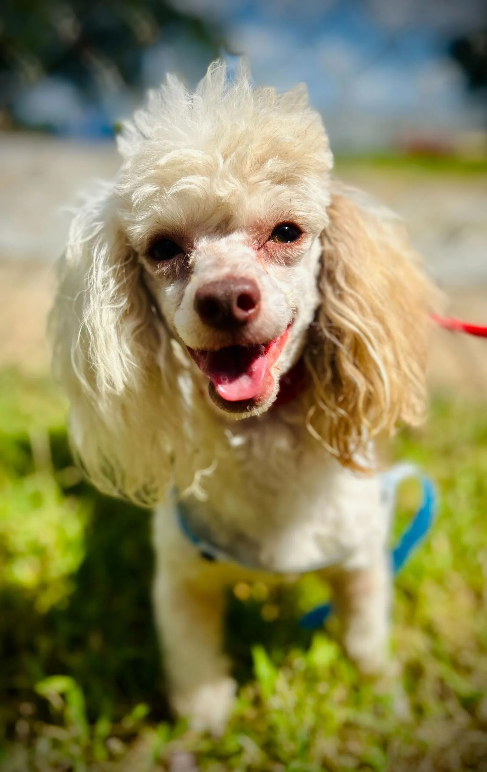 Brother, a charming Toy Poodle puppy with a fluffy coat
