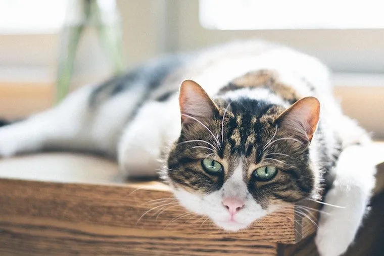 Brown and white moggy tabby cat sitting attentively