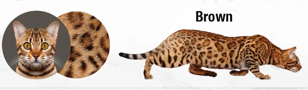 Brown Bengal cats