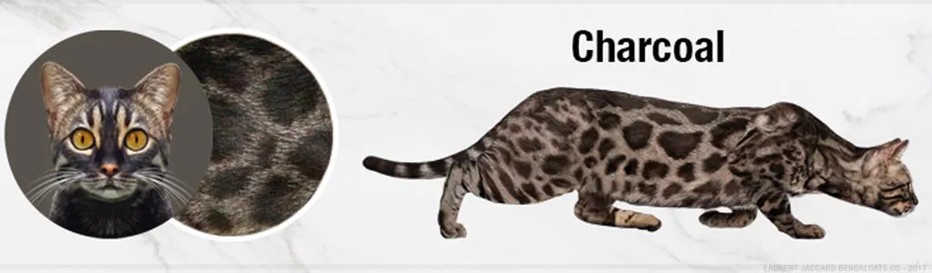 Brown Charcoal Bengal cats with dark smoky coats