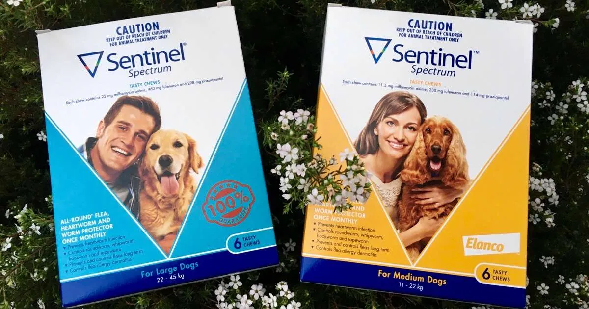 Brown dog looking attentive next to a box of Sentinel Spectrum parasite prevention tablets, highlighting monthly care.