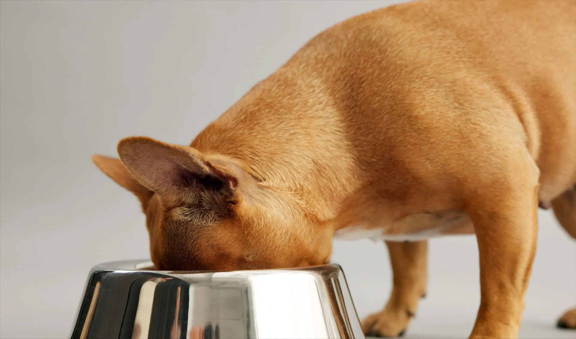Brown French Bulldog eating from stainless steel bowl