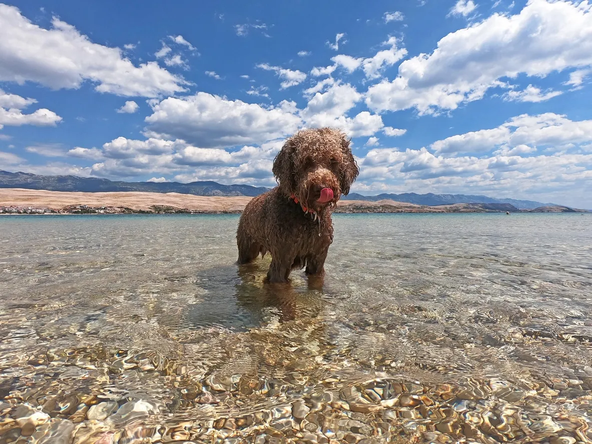Brown Lagotto Romagnolo dog standing in water