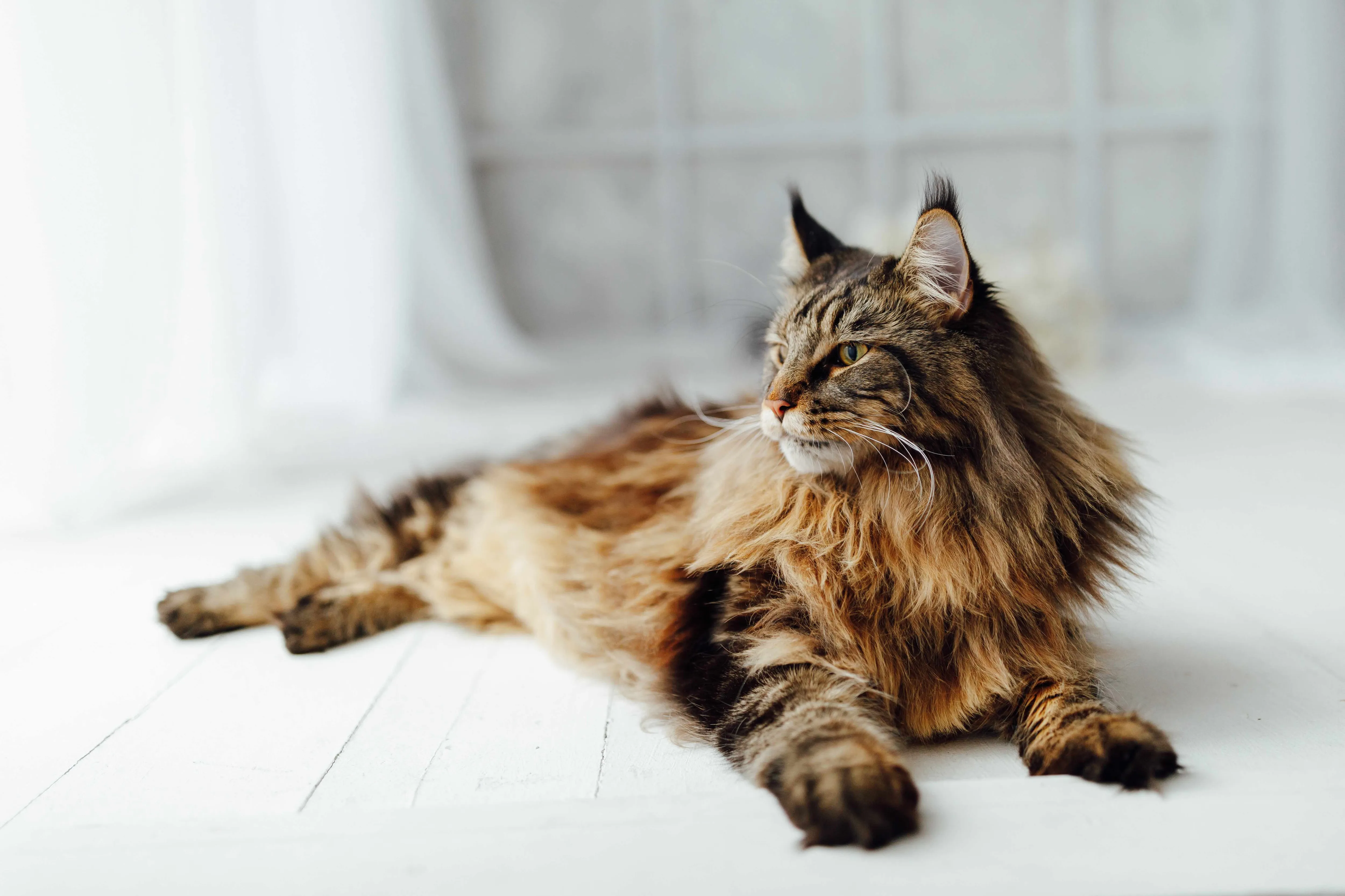 Brown Maine Coon cat lounging peacefully on the ground