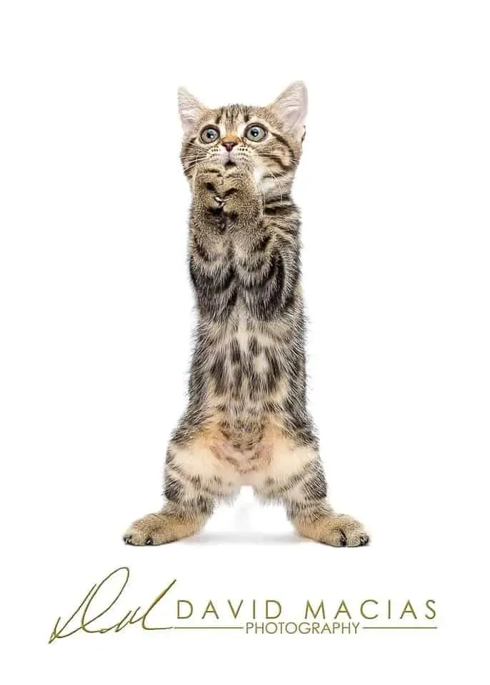 Brown tabby American Shorthair kitten with curious expression