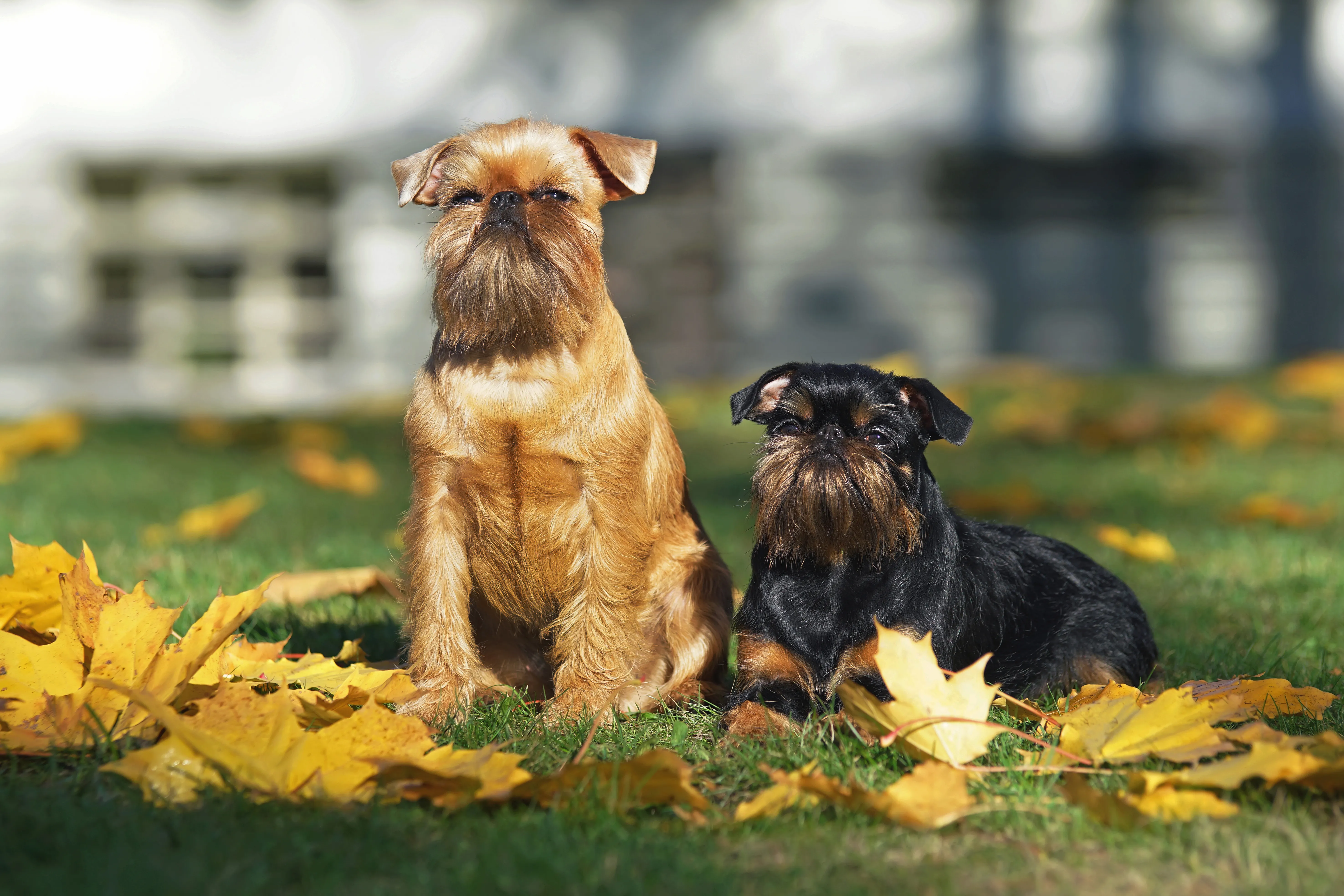 Brussels Griffon with distinctive beard