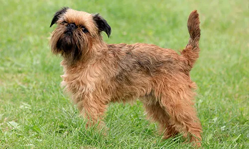 Brussels Griffon with self-important expression