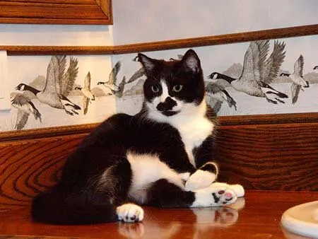 Buck in sink, showcasing weight loss progress on low-carb feline diabetes management