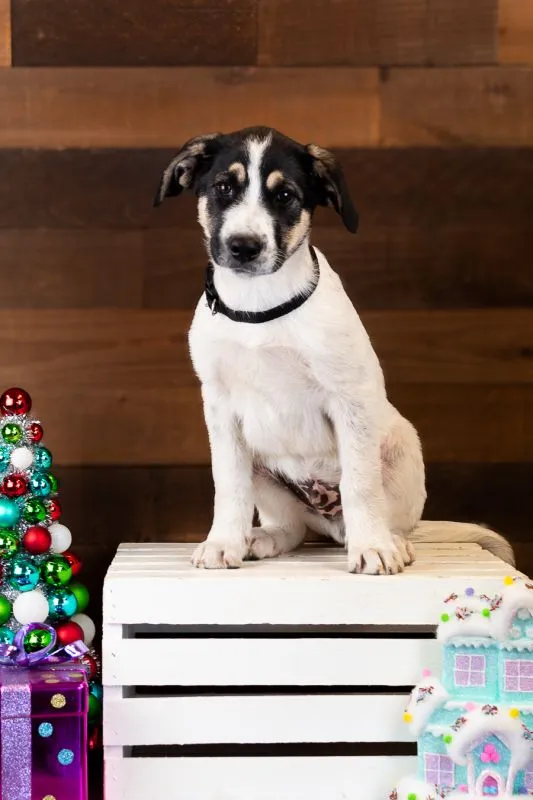 Buddy (#1000-25), fluffy Great Pyrenees Mix male puppy, 12 weeks