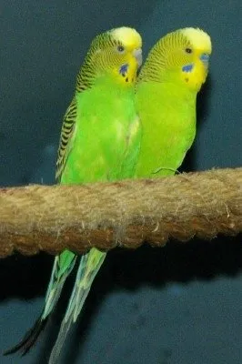 Budgerigars perched together