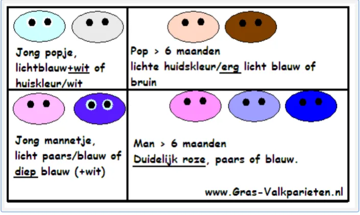 Budgie cere color chart showing young and adult male vs female differences