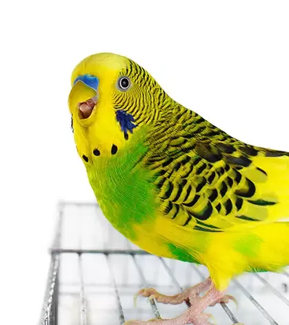 Budgie displaying open-beak aggression while defending territory in an overcrowded cage