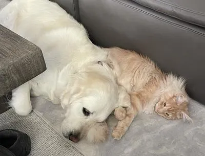 Buff colored Maine Coon with yellow lab dog friend
