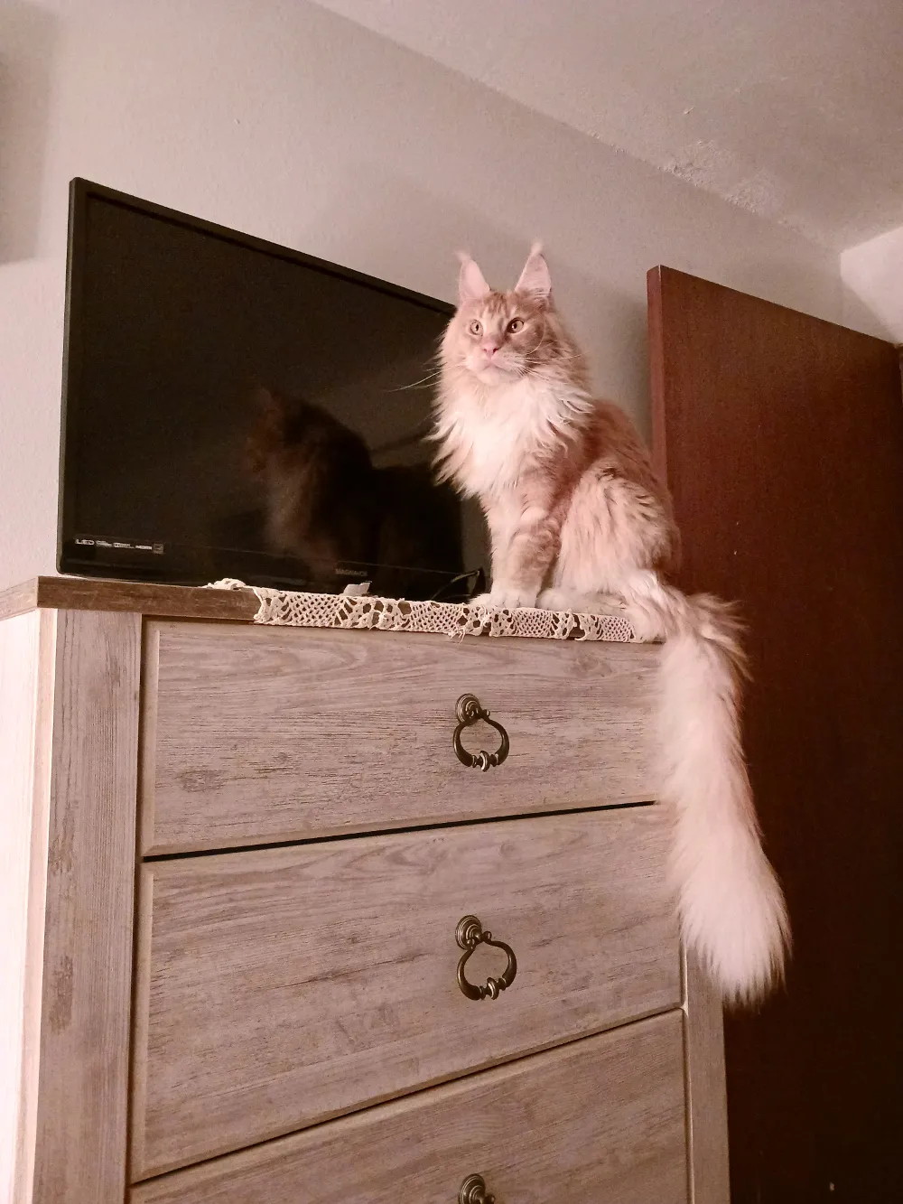 Buff cream Maine Coon cat on a bureau