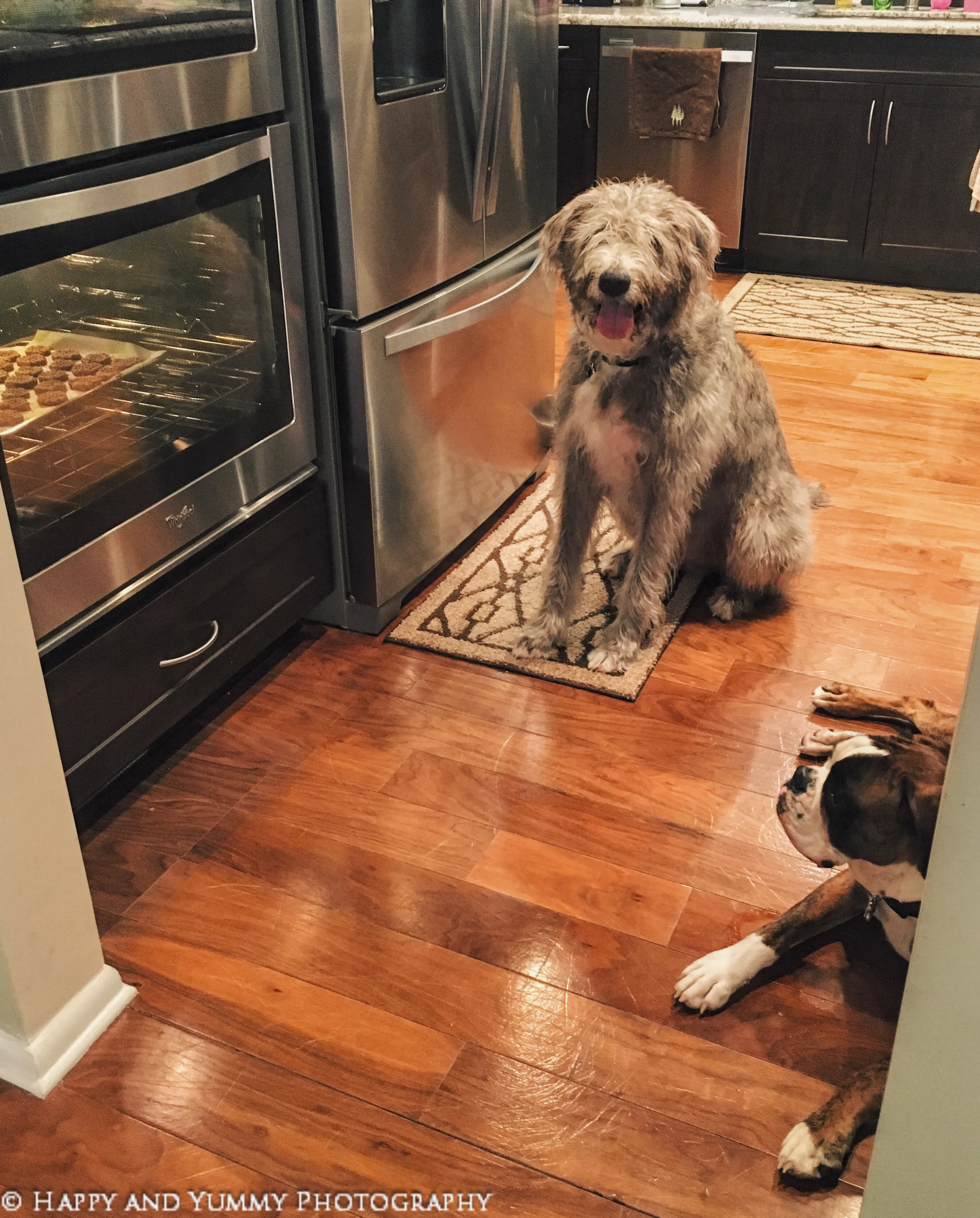 Buford and Finnegan, two dogs, patiently waiting by the oven for their cookies to bake