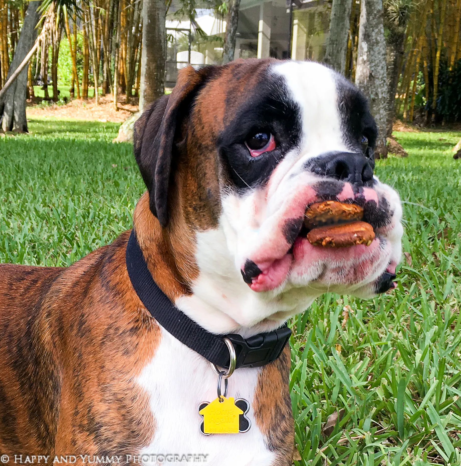 Buford enjoying a homemade peanut butter dog cookie