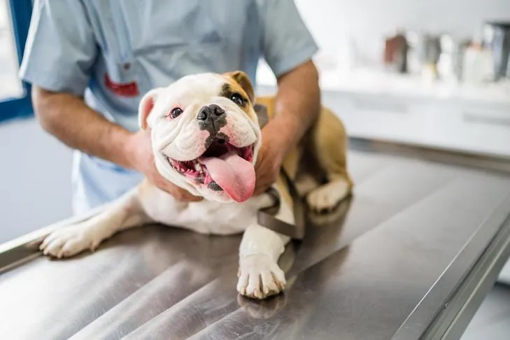 Bulldog puppy receiving a thorough check-up at the veterinary clinic.