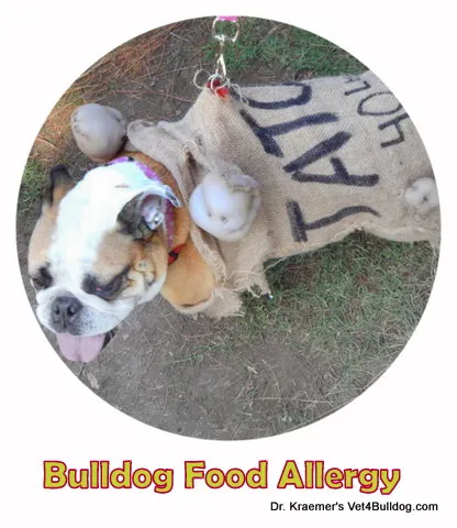 Bulldog suffering from a food allergy with red, inflamed skin
