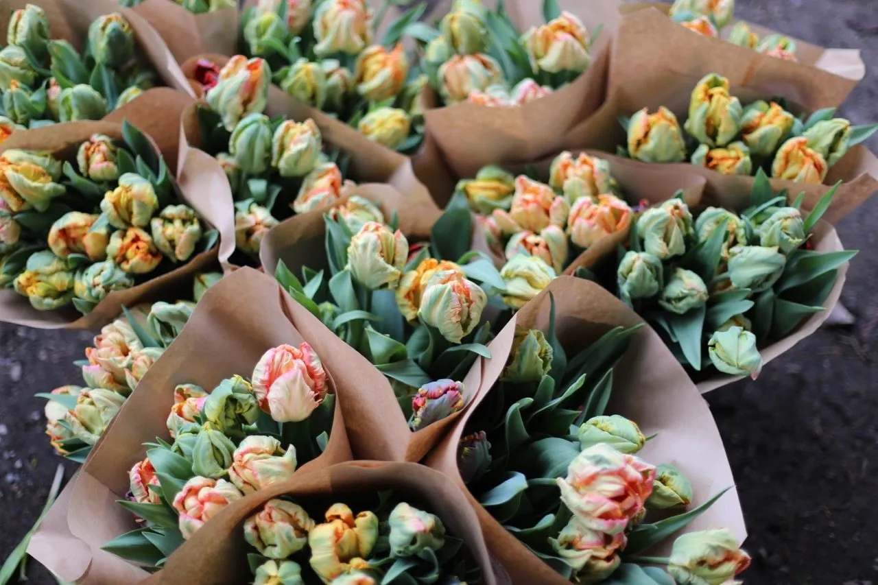 Bundles of mixed parrot tulips