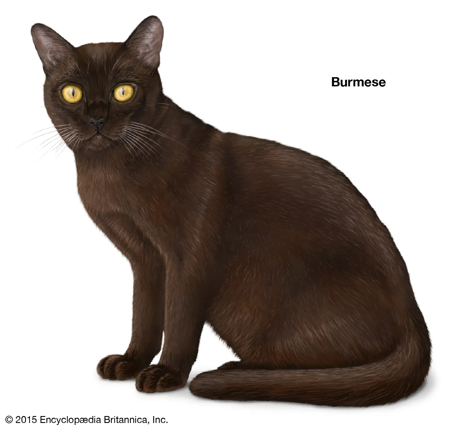 Burmese cat tracing ancestry to the chocolate-colored Wong Mau