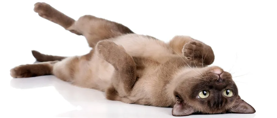 Burmese cat with short, silky low-shedding fur
