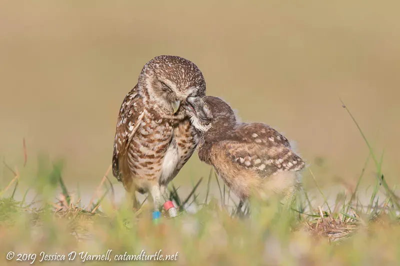Burrowing Owls in Cape Coral
